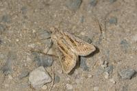 Agrotis graslini