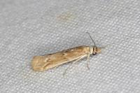 Ancylosis cinnamomella
