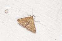Pyrausta despicata