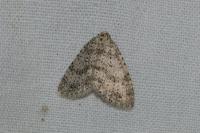 Colostygia multistrigaria multistrigaria