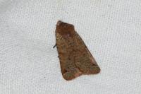 Spudaea ruticilla