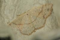 Cyclophora punctaria