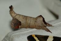 Clostera curtula