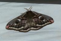 Saturnia pavonia