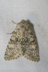Polymixis flavicincta flavicincta
