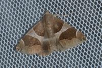 Dysgonia algira