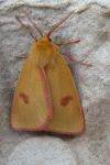 Diacrisia sannio