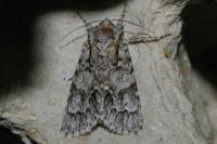 Acronicta auricoma