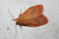 Miltochrista miniata