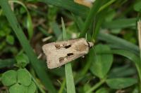 Agrotis exclamationis exclamationis