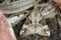 Hypena obsitalis