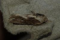 Egira conspicillaris