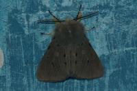 Diaphora mendica