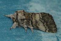 Drymonia ruficornis