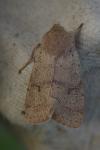Orthosia cerasi