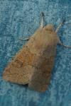 Orthosia miniosa