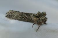 Polyploca ridens
