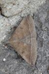 Polypogon plumigeralis