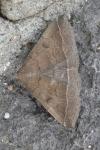 Polypogon plumigeralis