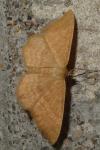 Idaea ochrata