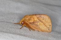 Euthrix potatoria