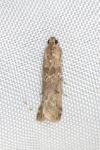 Ancylosis oblitella