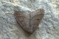 Theria primaria