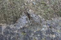 Phigalia pilosaria