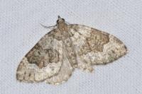 Colostygia olivata