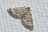 Perizoma alchemillata
