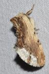 Ptilodon cucullina