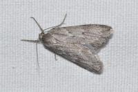 Pachycnemia hippocastanaria hippocastanaria