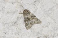 Hecatera dysodea