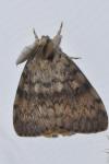 Lymantria dispar