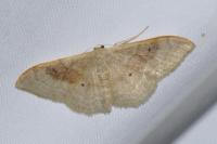 Idaea degeneraria