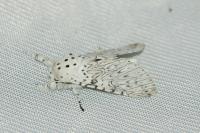 Cerura erminea