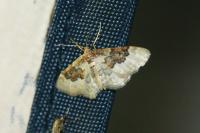 Idaea rusticata