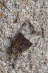 Mesoligia furuncula