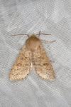 Orthosia miniosa