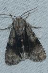 Acronicta alni