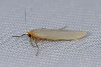 Eilema caniola