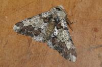 Biston strataria