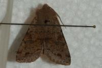 Orthosia incerta
