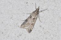 Eudonia angustea