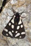 Arctia villica