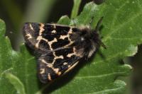 Ocnogyna corsica