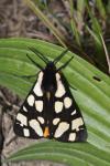 Arctia villica