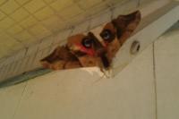 Smerinthus ocellatus ocellatus