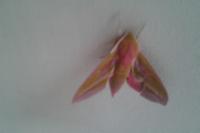 Deilephila elpenor