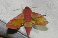 Deilephila porcellus